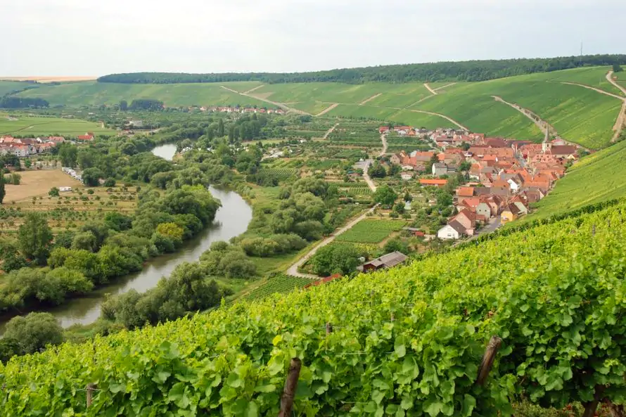 Weinberg in Franken