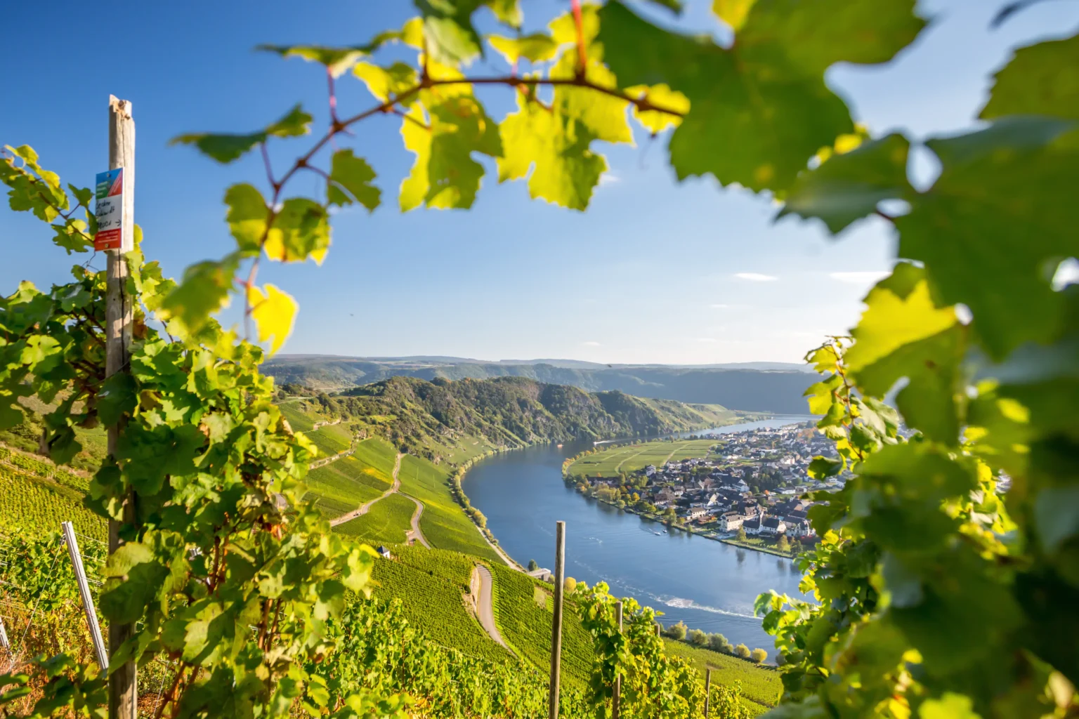 Weinberg Mosel