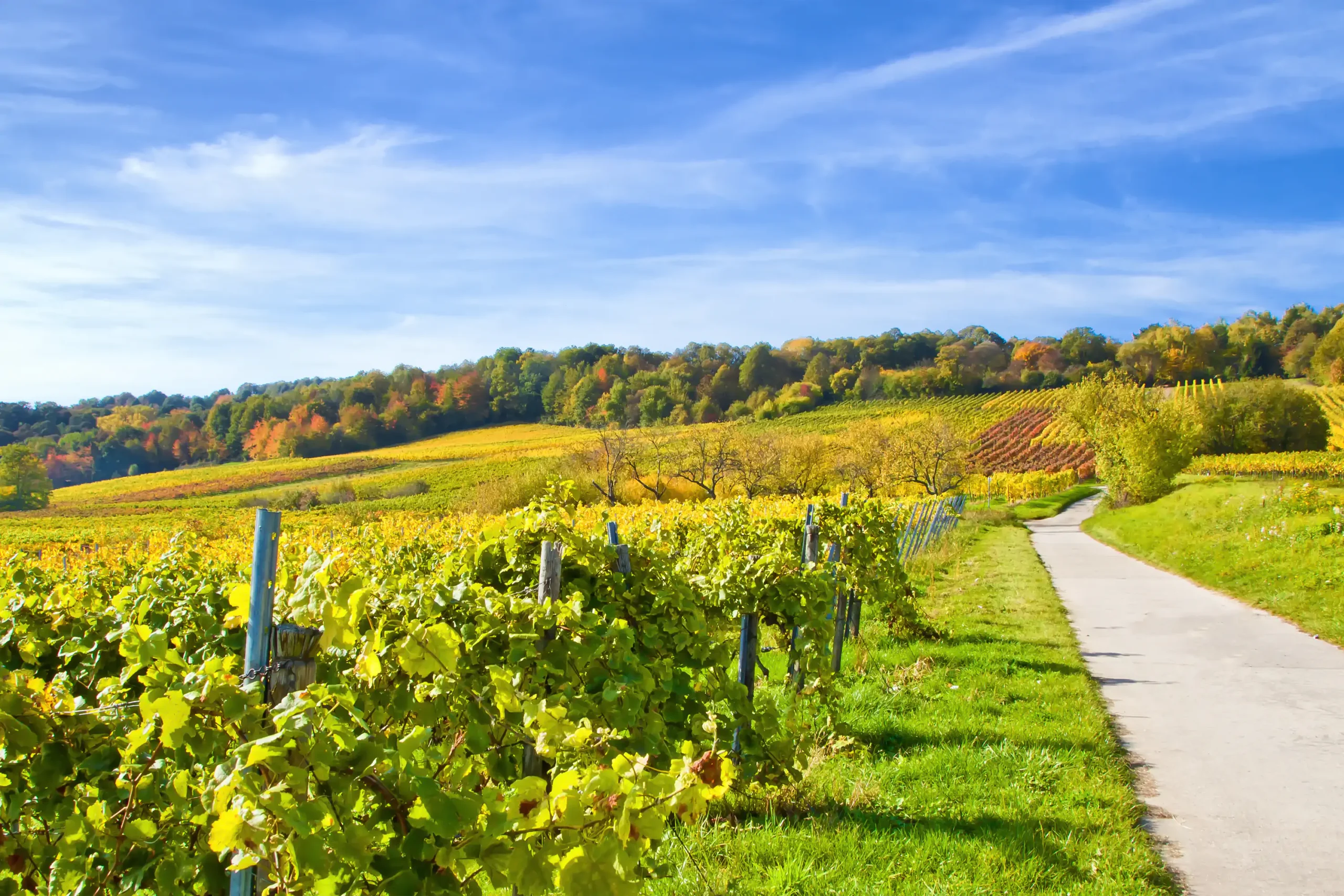 Weinberg in der Pfalz