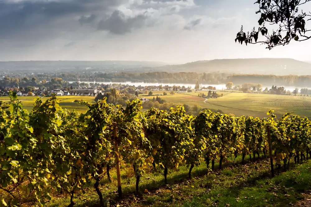 Weinberg in Rheingau